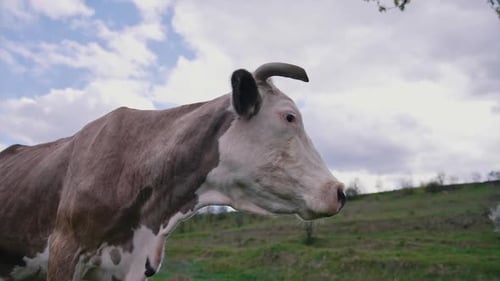 Brown cow with horns on a meadow. Beautiful milky cow standing on field on sky background.