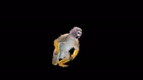 45 Monkey Dance 4K