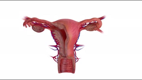 Detaillierte anatomische Darstellung des weiblichen Fortpflanzungssystems