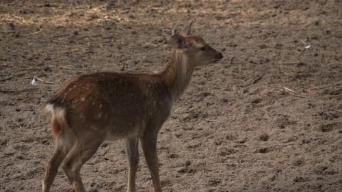 Whitetail spotted young deer shakes its ears and listens to forest sounds slow motion