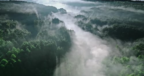 Misty forest in valley in autumn at sunrise.