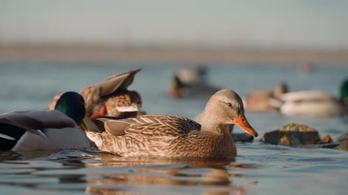 Close-up of beautiful and graceful wild ducks swimming in clear clear water