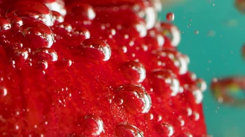 Bright Bubbles in Crystal Clear Water Stock Footage A Red Flower is Lowered Into the Water and There