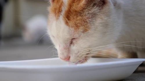 Cat Drinks From Bowl in Close Up