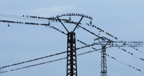 A flock of European starlings (Sturnus vulgaris) roost on overhead wires. Occitania, Southern France