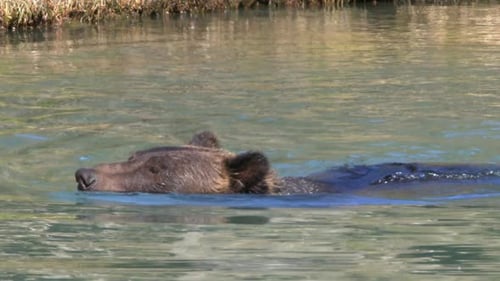 Panning shot: Brown bear swims in boreal forest pond, nature portrait