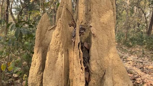 Tilting down shot revealing a large termite mound in a natural forest setting.