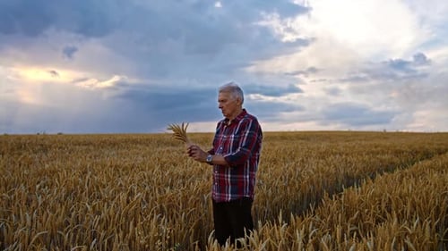 Aged man picking a bouquet of ripe spikelets in the farmland. Harvest season in the wheat field.