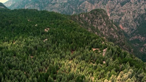Spring Forests