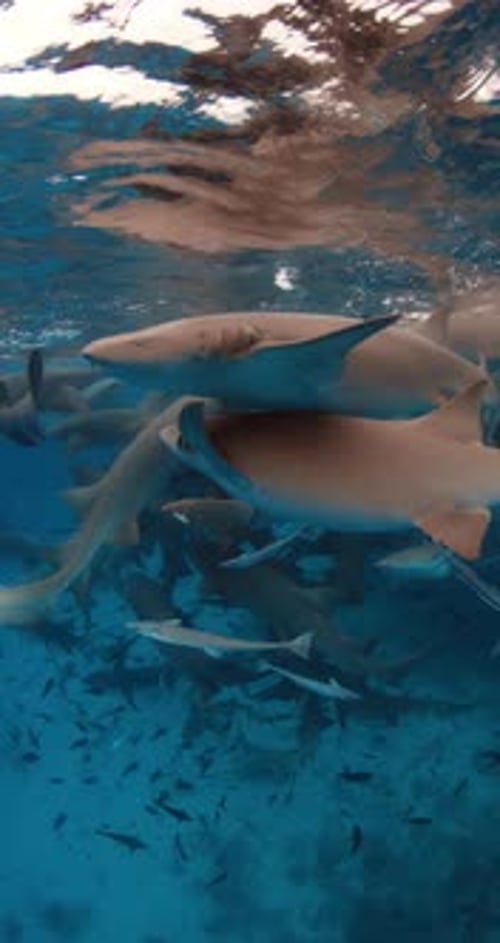 Close Up View of Sharks with Tropical Fishes Underwater in Blue Ocean Slow Motion