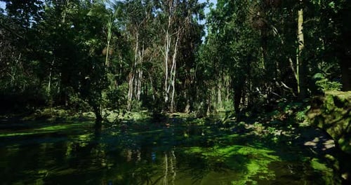 Mangrove lugubre avec vignes, eaux ombragées et cyprès tordus