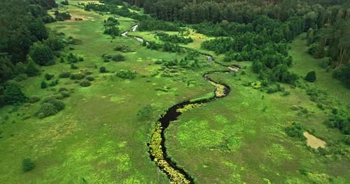 Winding river in green swamps in summer, aerial view