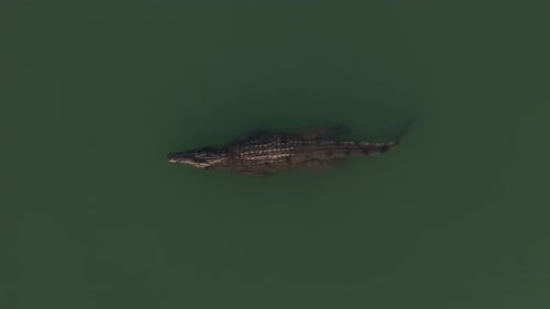 Aerial view directly above a large crocodile in a murky river