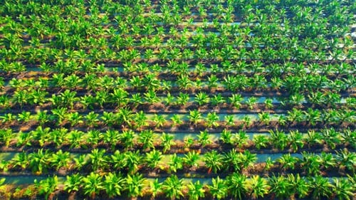 4K : Aerial view over a palm and coconut plantation