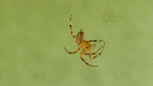 Araignée