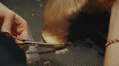 Dog Groomer Carefully Trimming Furry Paw