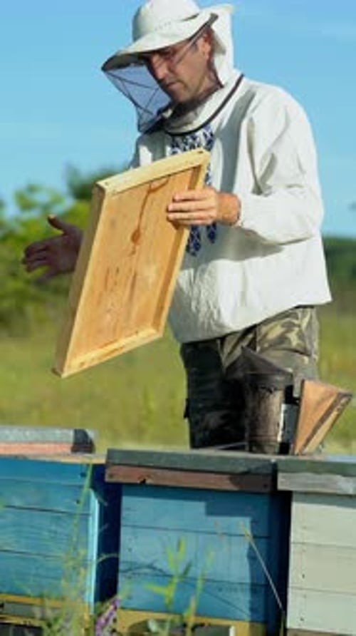 Beekeeper is working with bees and beehives on the apiary. Frames of a bee hive. Beekeeper at work.