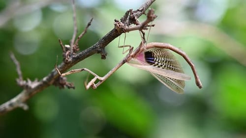 Heterochaetula straminea, Mantis, 4K-Aufnahmen; bedeckt sein Gesicht mit dem rechten Bein, bewegt es, zeigt