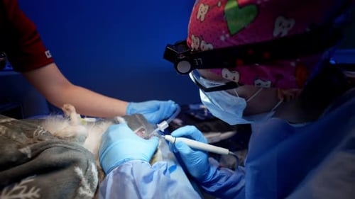 Brushing a Dog's Teeth with Professional Tools in a Veterinary Clinic