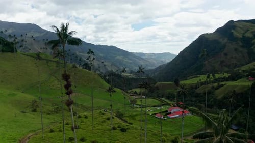 Aerial drone view of Cocora Valley, Salento, Colombia. Flying over the tallest wax palm trees in the