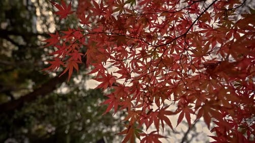 Colorful Maple Leaves On Tree Branches In The Forest During Fall Season. low angle, orbiting shot