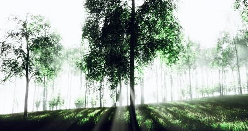 Light Filtering Through a Lush Green Forest During Early Morning Hours