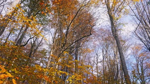 Bosque de otoño - 4K