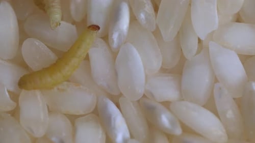 A Moth Larva Inching Across the Surface of Rice Grains - Close Up
