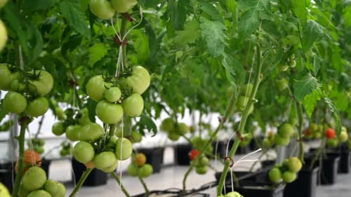 Tomatoes on the vine in a greenhouse