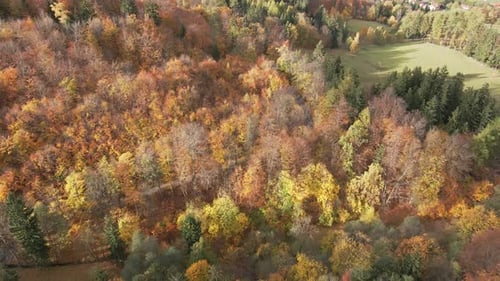 Aerial View of Autumn Forest with Colored Trees