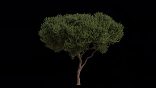 Seekiefer, die im Wind weht. Wind weht Traubenkiefer. Alpha-Kanal. Loop-Animation