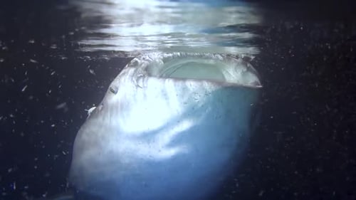 Des requins-baleines mangeant près de la surface dans la mer des Caraïbes au Mexique