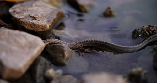 Snake Moving Through Shallow Water By Rocks