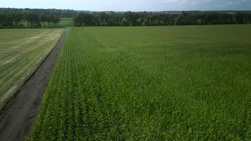 Green corn field aerial view