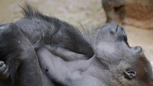 Close Up of Reclining Gorilla Resting