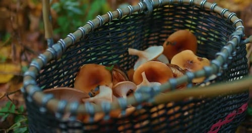 Basket of mushrooms harvested in autumn forest