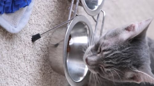 Gray Cat Eating from Bowl Close Up