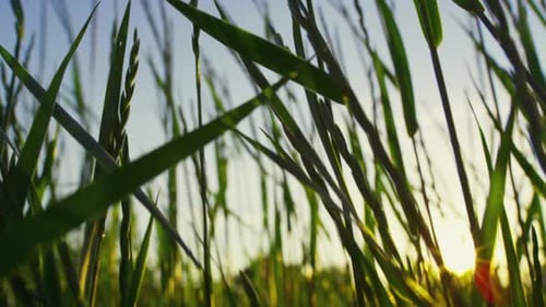 Green Grass Swaying Wind at Rural Field at Sunset In