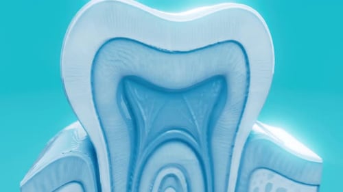 Animated 3D Tooth Anatomy Medical Explainer
