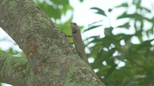 Lézard sauvage changeant sur un arbre avec des fourmis