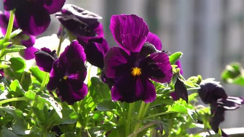 Violet Purple Pansies Sway in the Wind