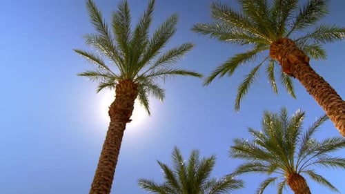 Sunny Blue Sky Over Palm Trees With Sunbeams 5