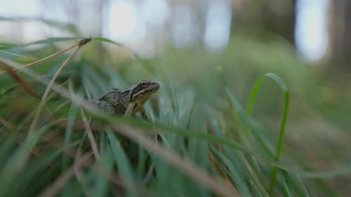 Ein kleiner Frosch sitzt auf dem Waldboden, umgeben von hohem grünem Gras in einer natürlichen Umgebung