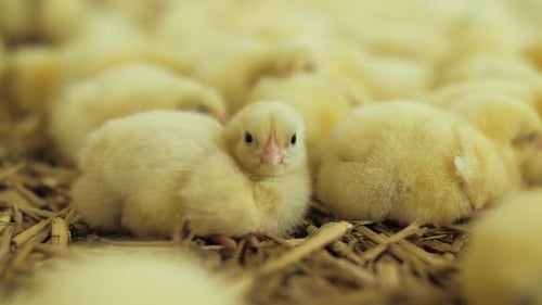Newborn Chicks On Modern Poultry Farm