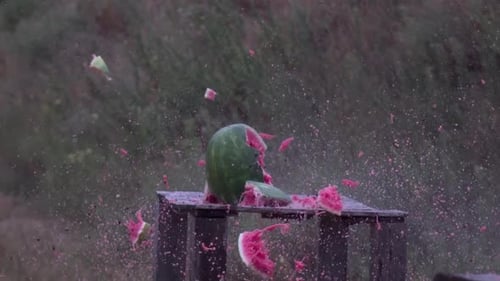 Watermelon Explosively Destroyed in Slow Motion Outdoors