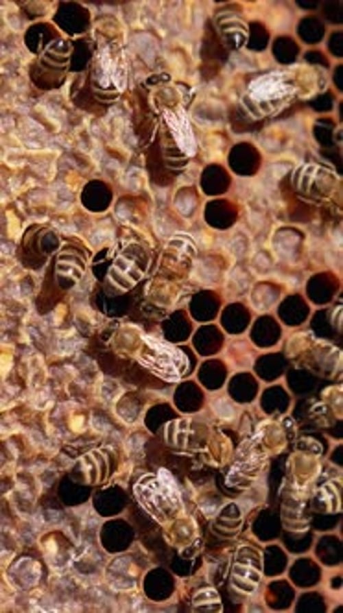 Industrious bees sealing the cells full of honey. Busy insects preparing organic product for storage