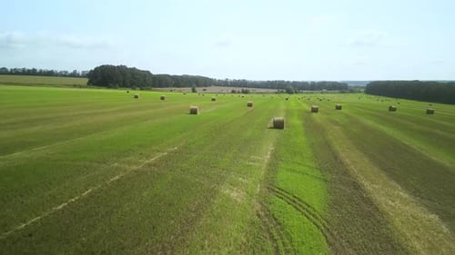 Round Hay Bales on the Green Field