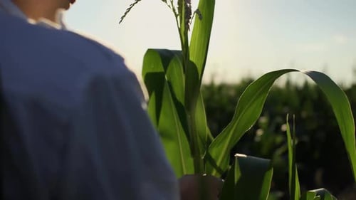 Farmer girl agronomist touches the green leaves of a young stalk of corn The farmer checks the green