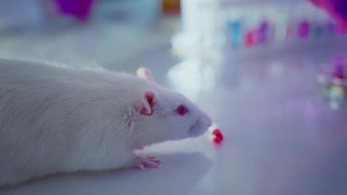 White Rat in a Medical Research Laboratory