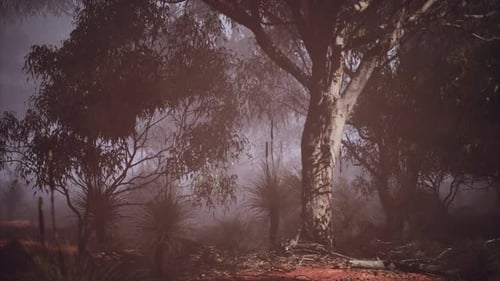 A Misty Forest with Dense Foliage and Towering Trees